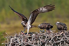 Fischadler - Zum Vergroessern klicken!